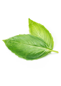 Erbe officinali ed erboristeria