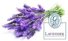 Lavanda GreenLeaf