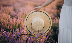Lavanda